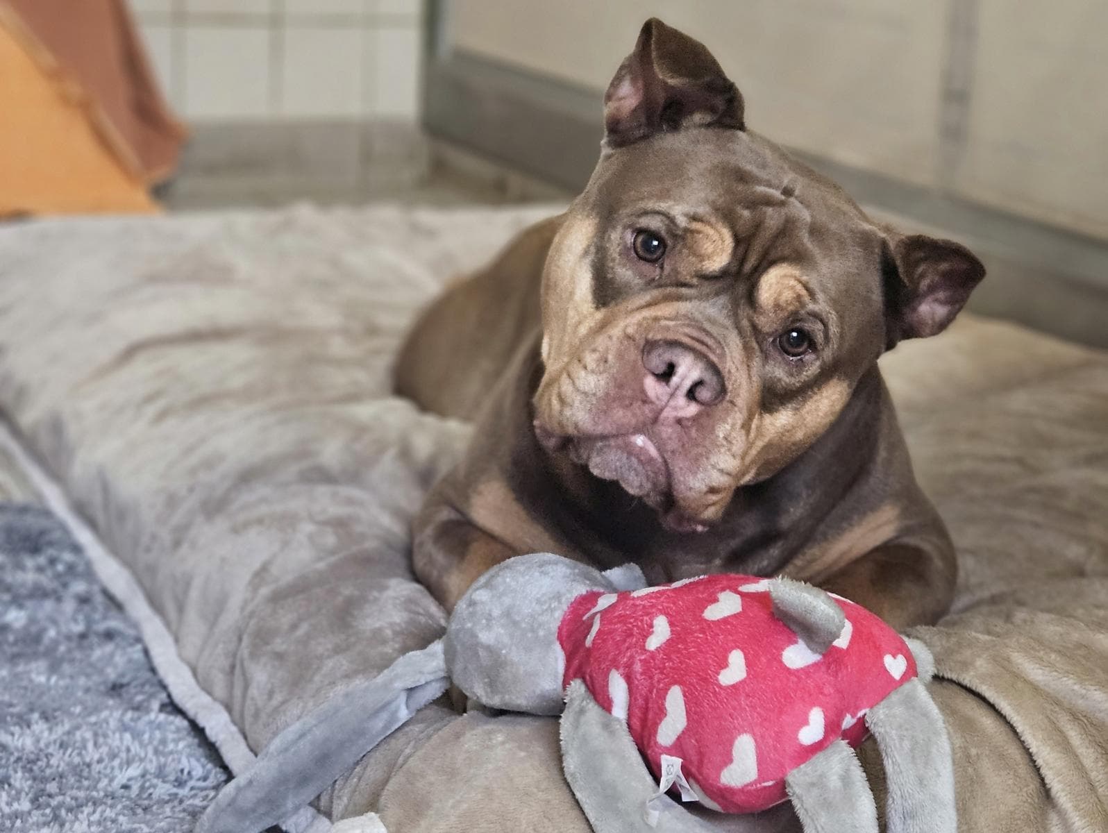 Grom - Bullmastiff - Bild 5