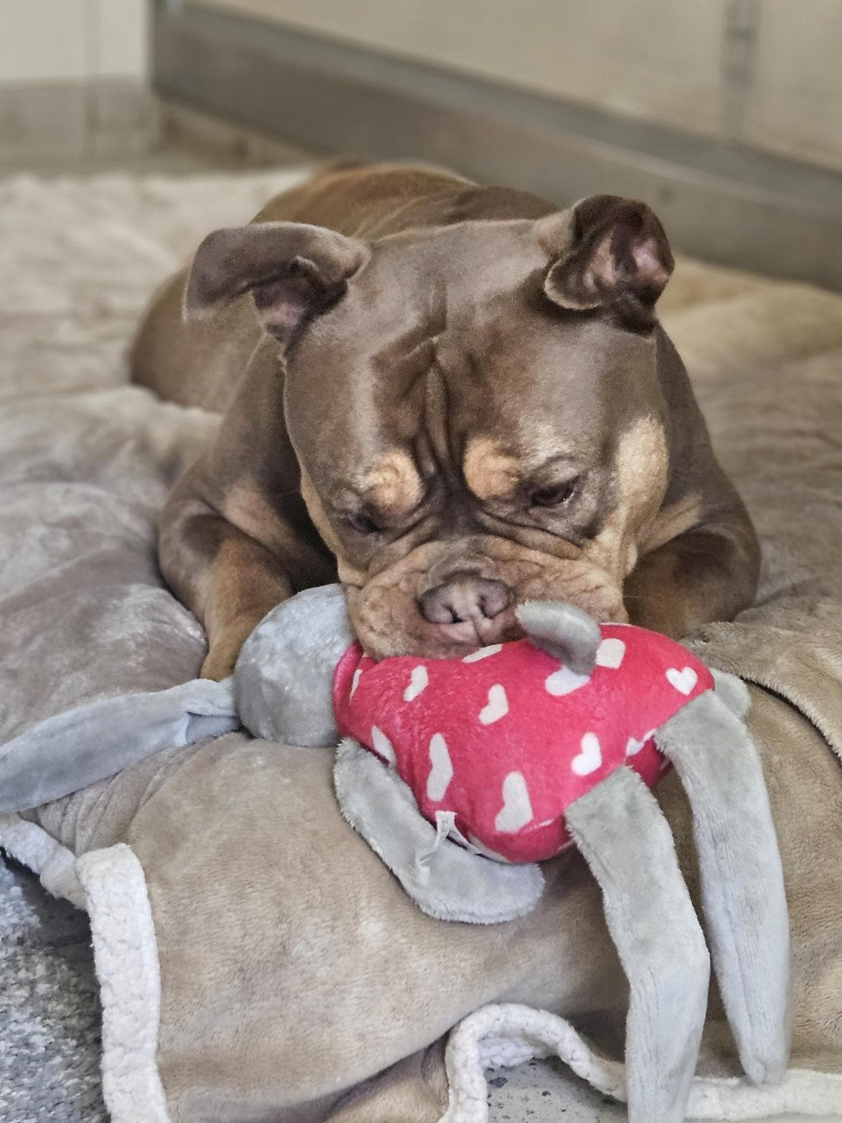 Grom - Bullmastiff - Bild 6