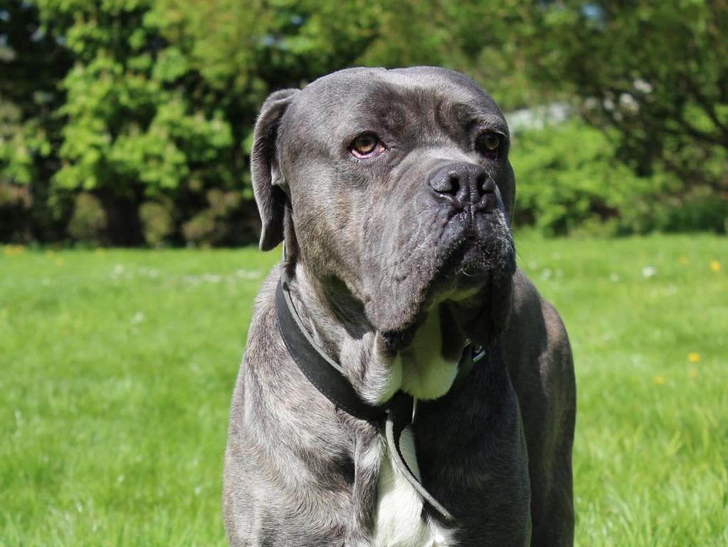 Beelzebub - Cane Corso Italiano - Bild 3