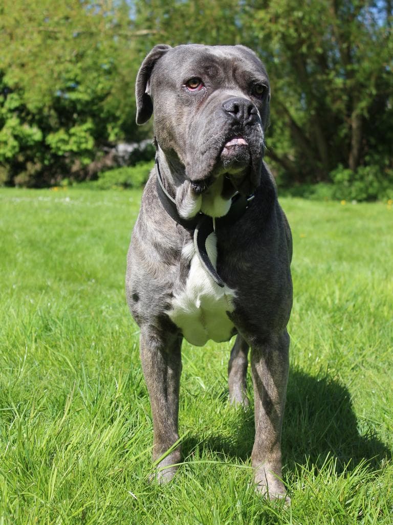 Beelzebub - Cane Corso Italiano - Bild 4