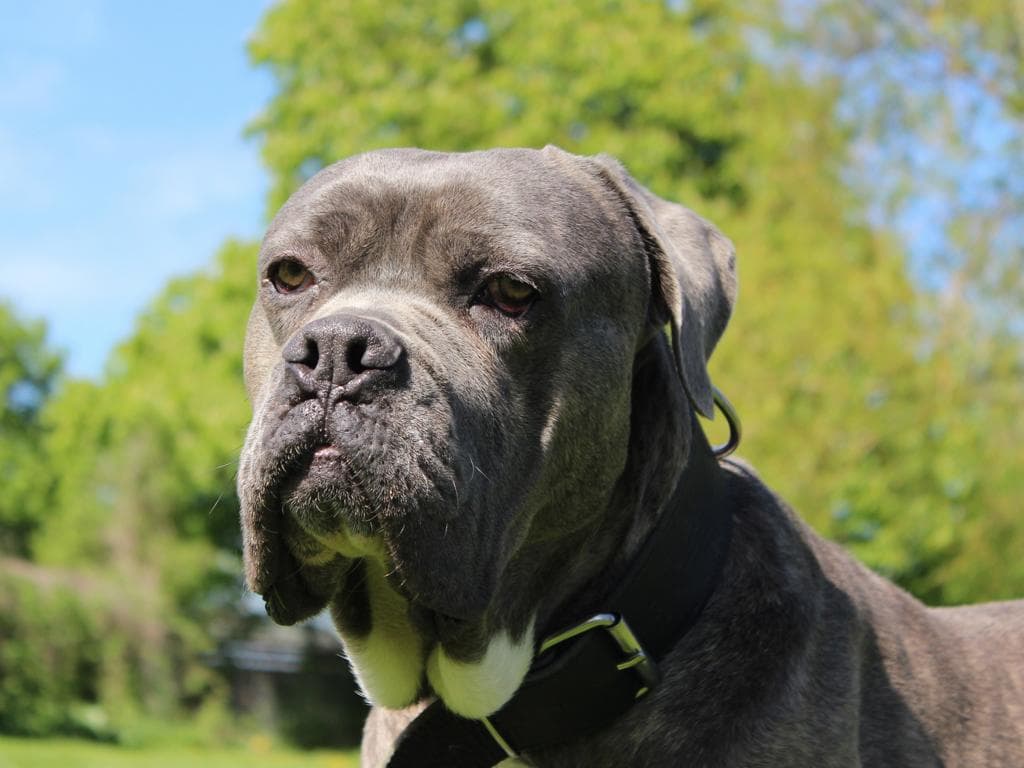 Beelzebub - Cane Corso Italiano - Bild 2