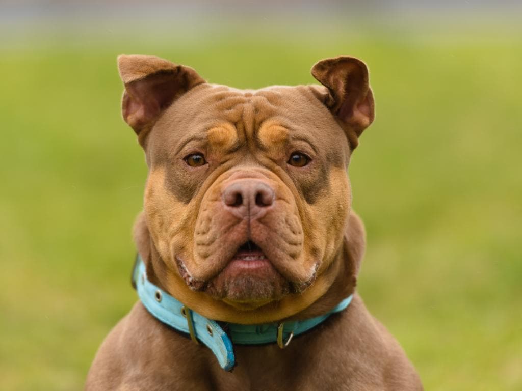 Grom - Bullmastiff - Bild 3