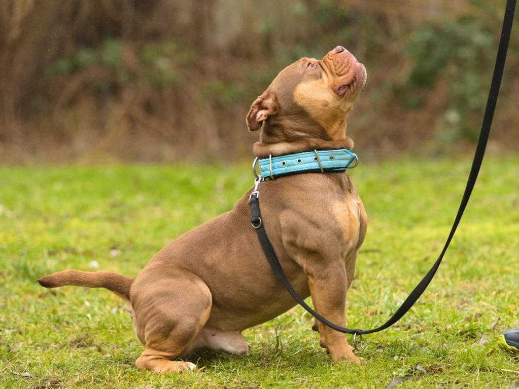 Grom - Bullmastiff - Bild 2