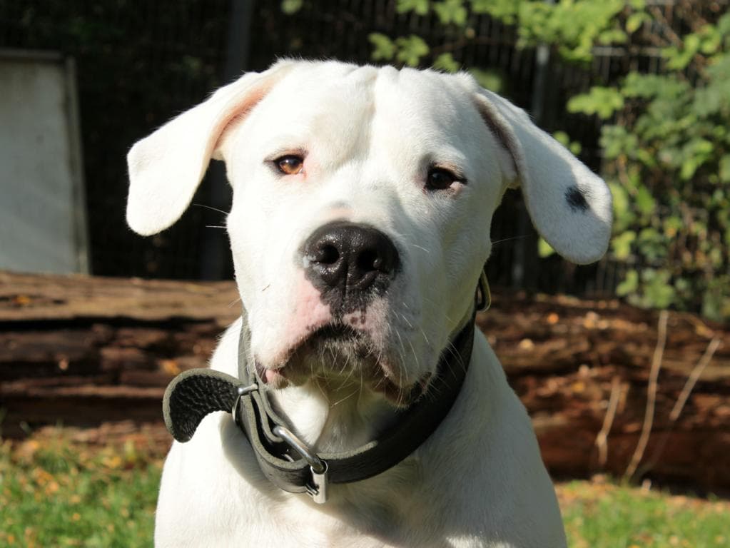 Blade - Dogo Argentino - Bild 2
