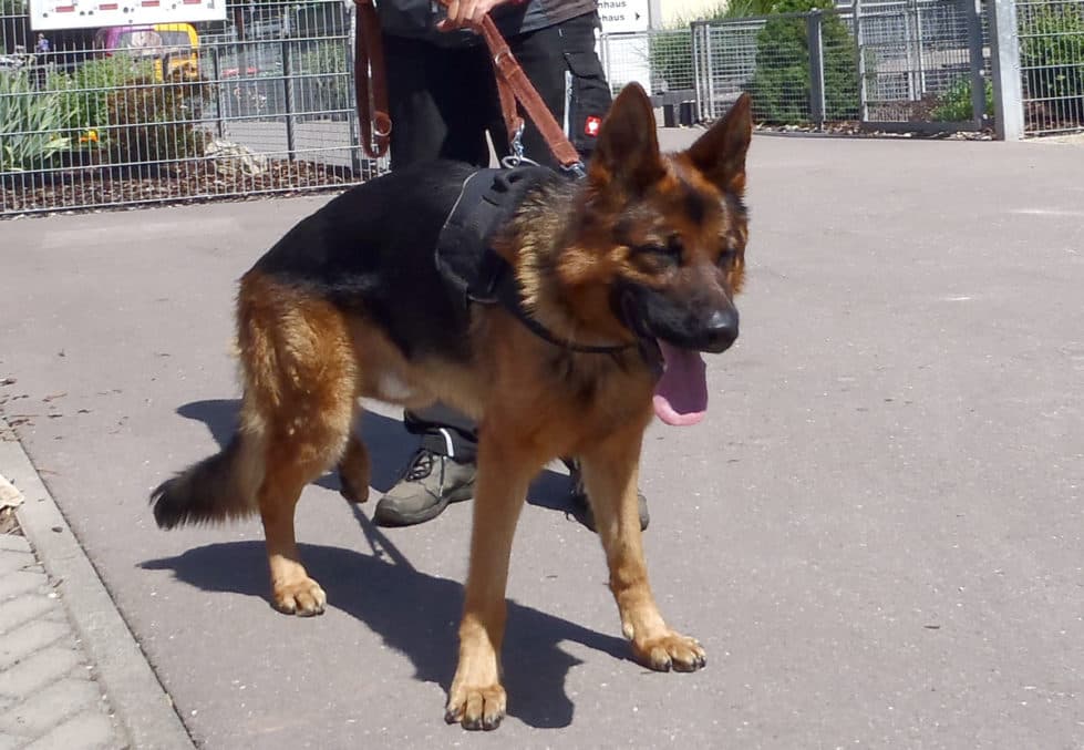 Deutscher Schäferhund Amigo