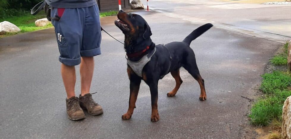 Rottweiler Amigo