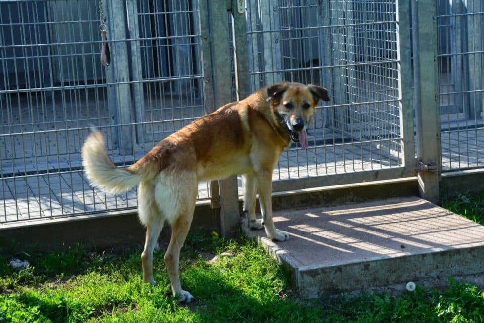 Pepe - Belgischer Schäferhund, Deutscher Schäferhund - Bild 8