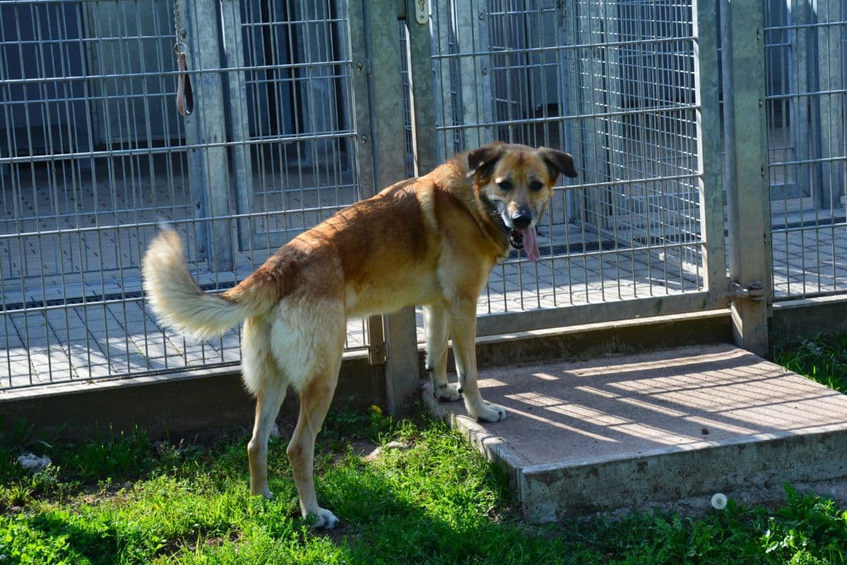 Pepe - Belgischer Schäferhund, Deutscher Schäferhund - Bild 7