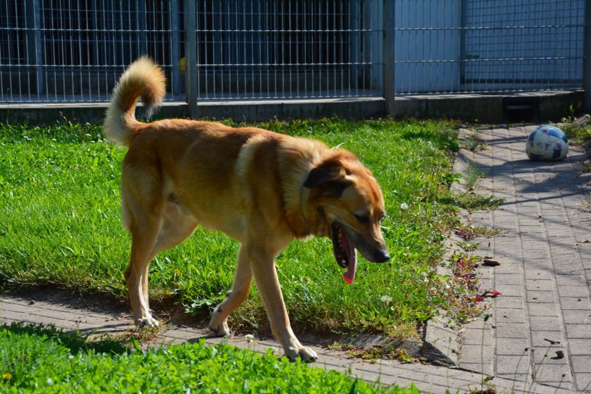 Pepe - Belgischer Schäferhund, Deutscher Schäferhund - Bild 3