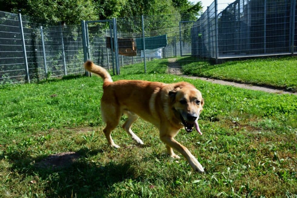 Pepe - Belgischer Schäferhund, Deutscher Schäferhund - Bild 6