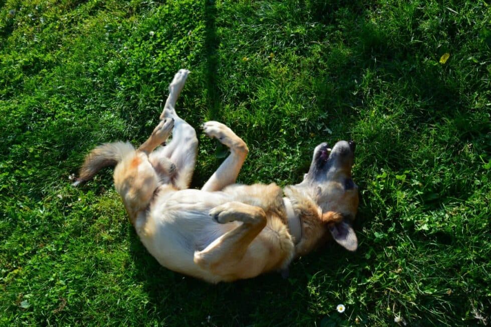 Pepe - Belgischer Schäferhund, Deutscher Schäferhund - Bild 10