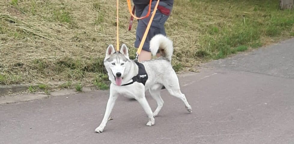 Ice - Siberian Husky - Bild 6
