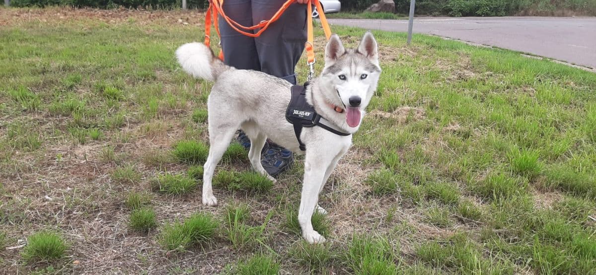 Ice - Siberian Husky - Bild 11