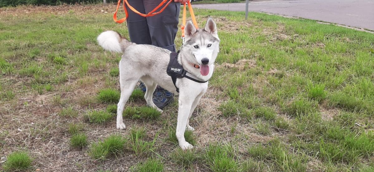 Ice - Siberian Husky - Bild 9