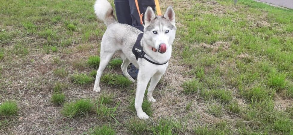 Siberian Husky Ice