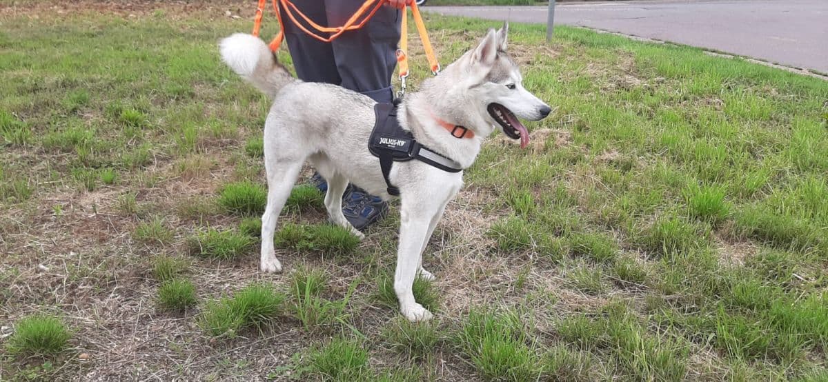 Ice - Siberian Husky - Bild 7