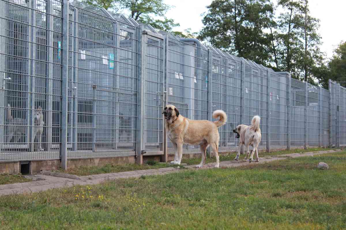 Bayaz - Kangal-Hirtenhund - Bild 12