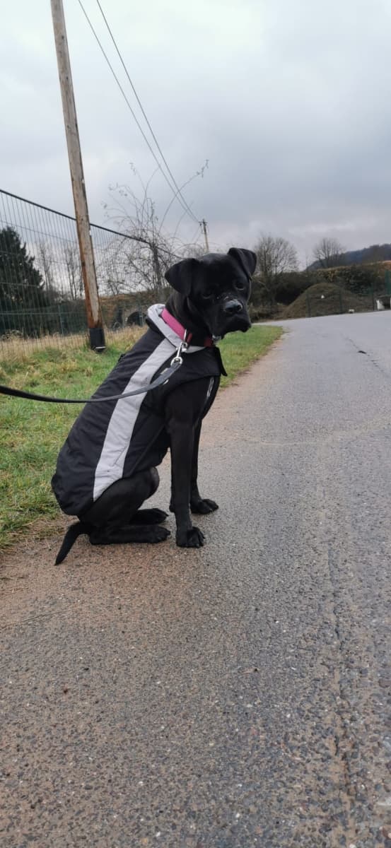 Cane Corso Italiano-Mix Bonnie