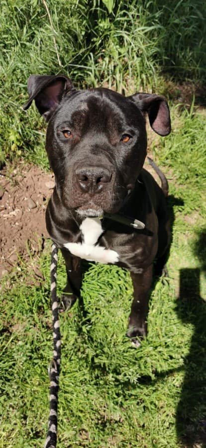 Rocky - American Staffordshire Terrier - Bild 4