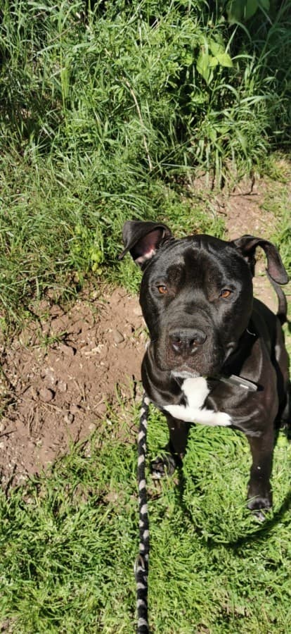 Rocky - American Staffordshire Terrier - Bild 6