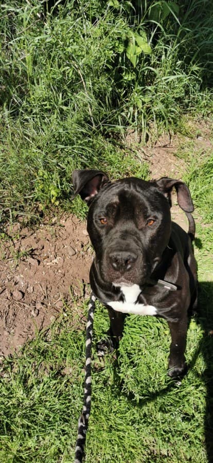 Rocky - American Staffordshire Terrier - Bild 3