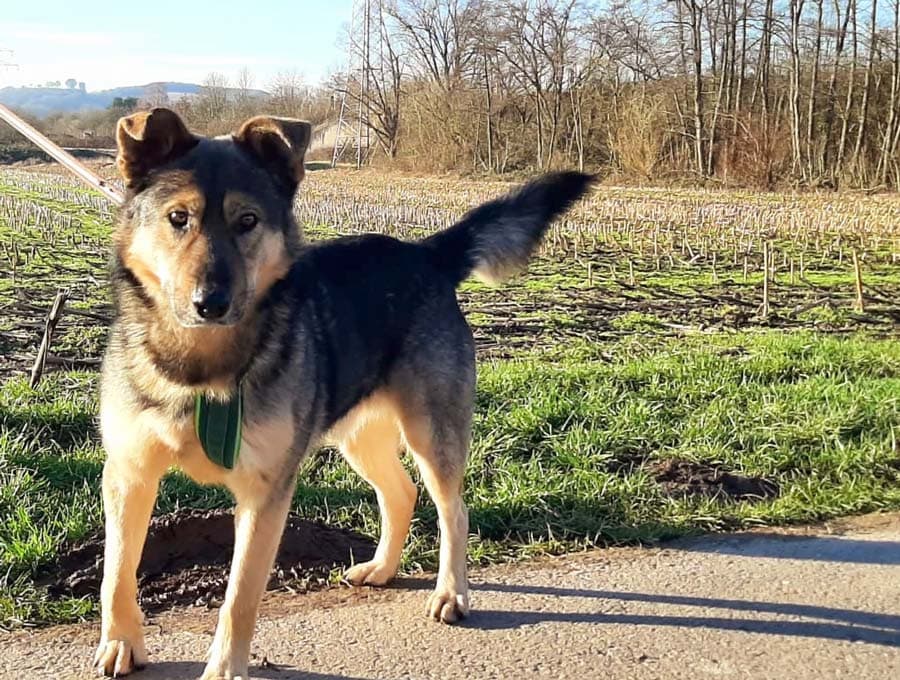 Schäferhund mix - Deutscher Schäferhund - Bild 2