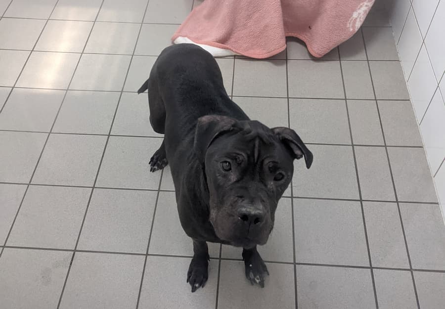 Channel - Englische Bulldogge - Bild 2