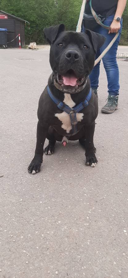 Rocky - American Staffordshire Terrier - Bild 11