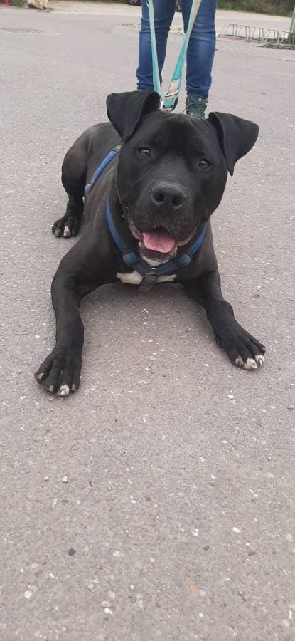 Rocky - American Staffordshire Terrier - Bild 17