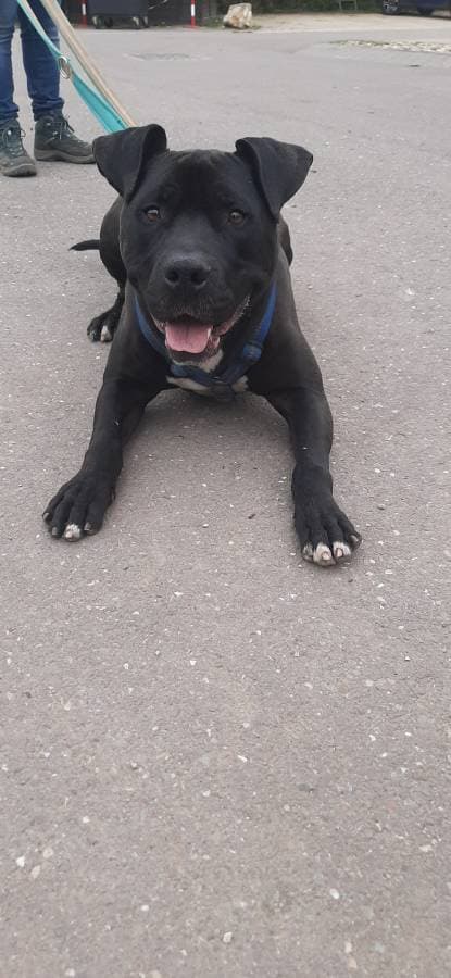 Rocky - American Staffordshire Terrier - Bild 19