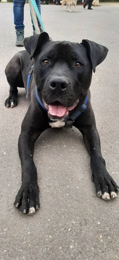 Rocky - American Staffordshire Terrier - Bild 14