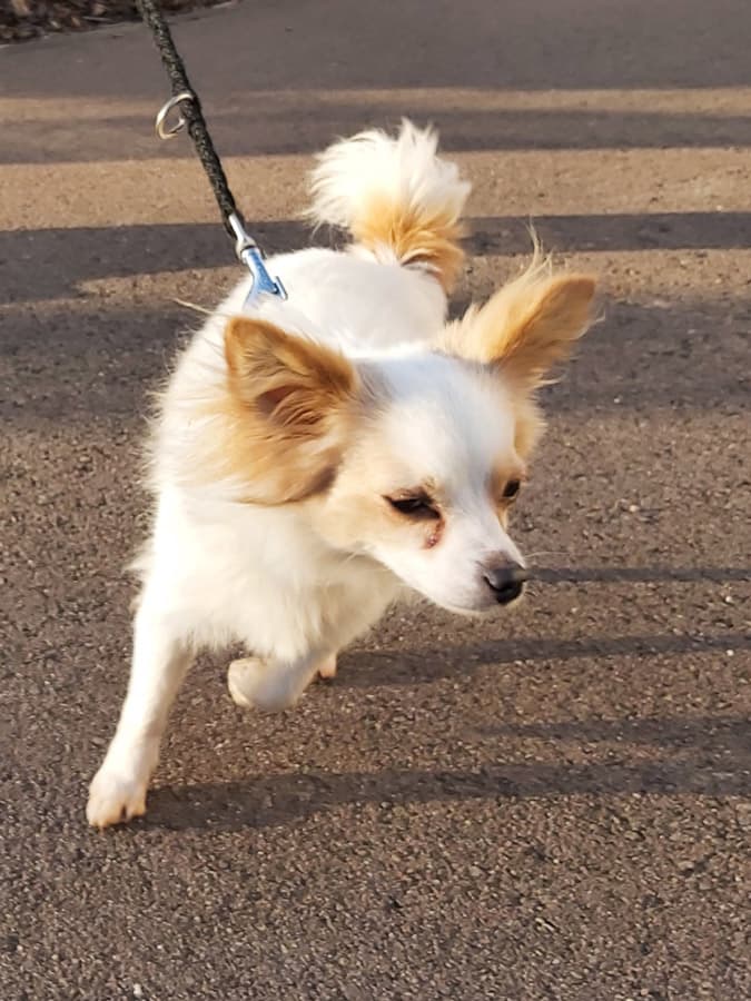 Bruno - Chihuahua - Bild 6