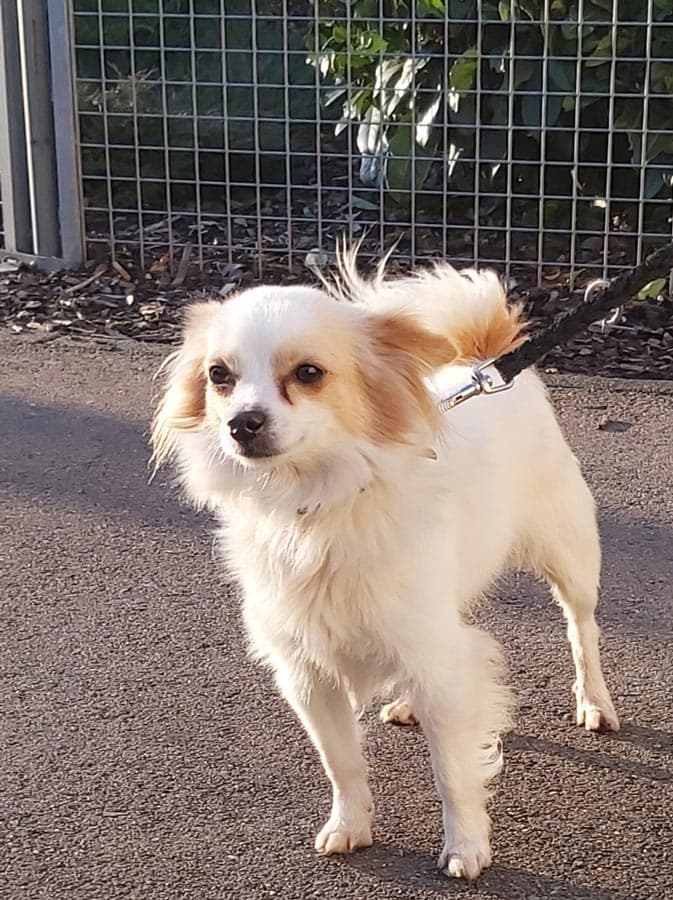 Bruno - Chihuahua - Bild 9