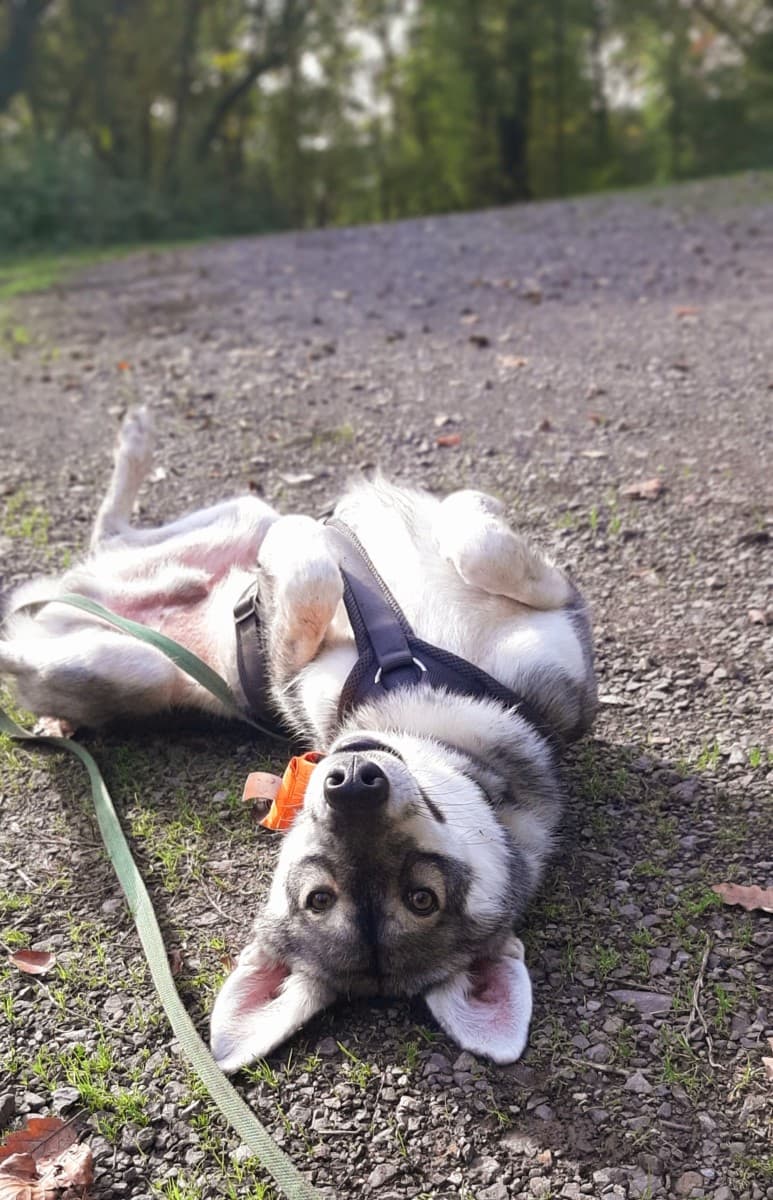 Milan - Siberian Husky - Bild 12