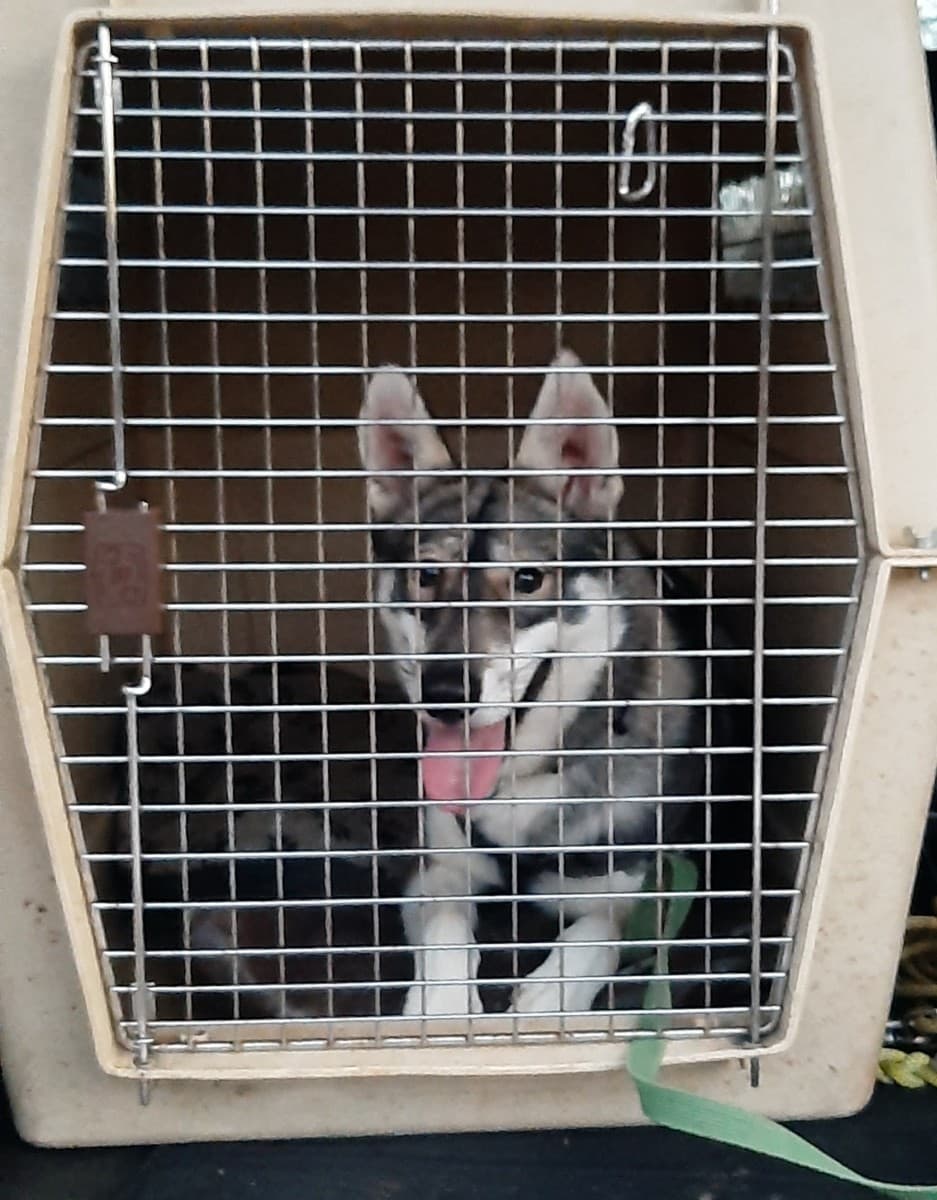 Milan - Siberian Husky - Bild 11