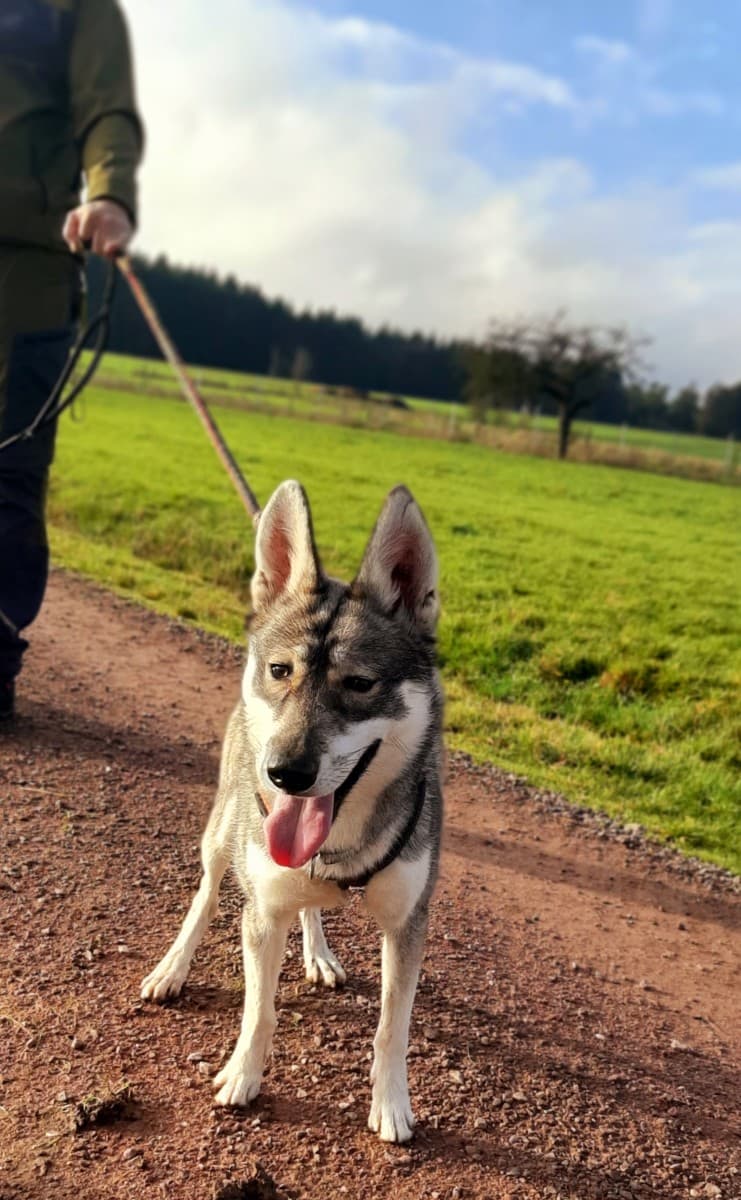 Milan - Siberian Husky - Bild 8