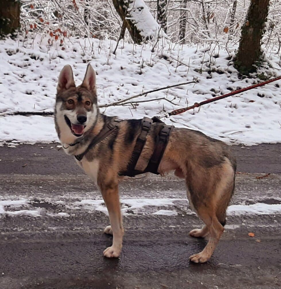 Milan - Siberian Husky - Bild 5