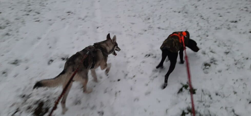 Milan - Siberian Husky - Bild 3