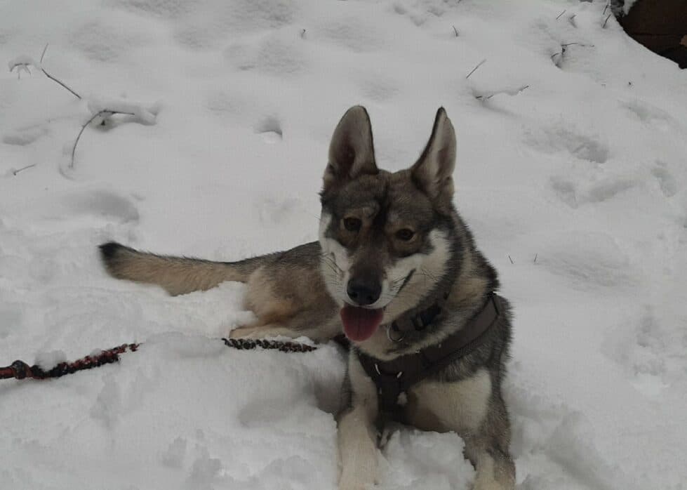 Milan - Siberian Husky - Bild 14