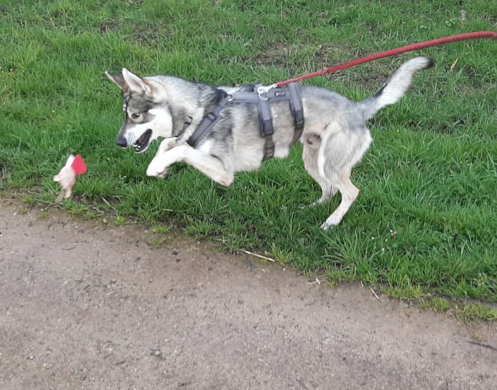 Milan - Siberian Husky - Bild 31