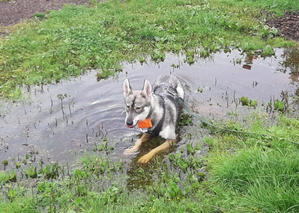 Milan - Siberian Husky - Bild 33