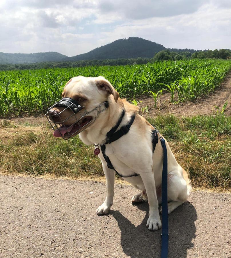 Milow - Labrador Retriever - Bild 6