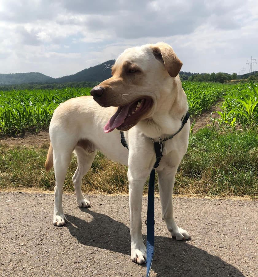 Milow - Labrador Retriever - Bild 8