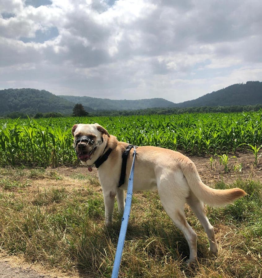 Milow - Labrador Retriever - Bild 7