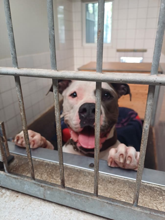 Luna - American Staffordshire Terrier - Bild 2