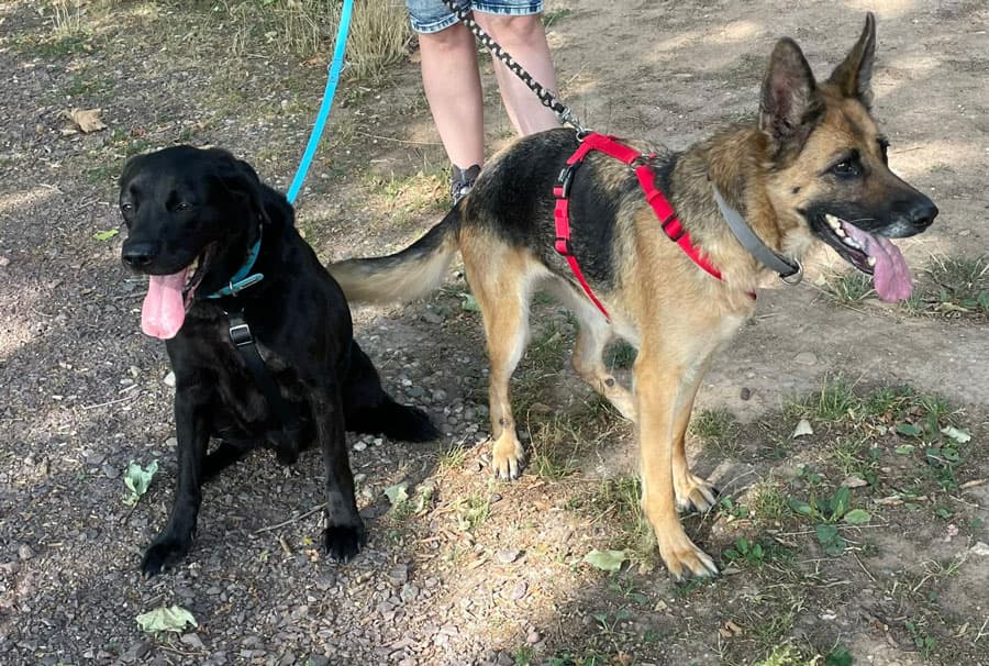 Labrador Retriever Gina