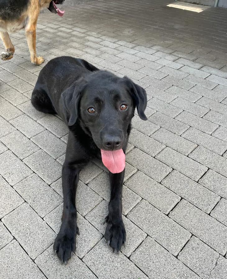 Muck - Labrador Retriever - Bild 3