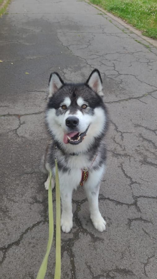 Alaskan Malamute-Mix Malamut-mix
