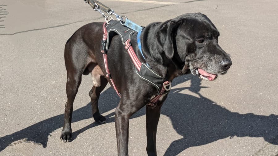 Jackson - Deutsche Dogge - Bild 3