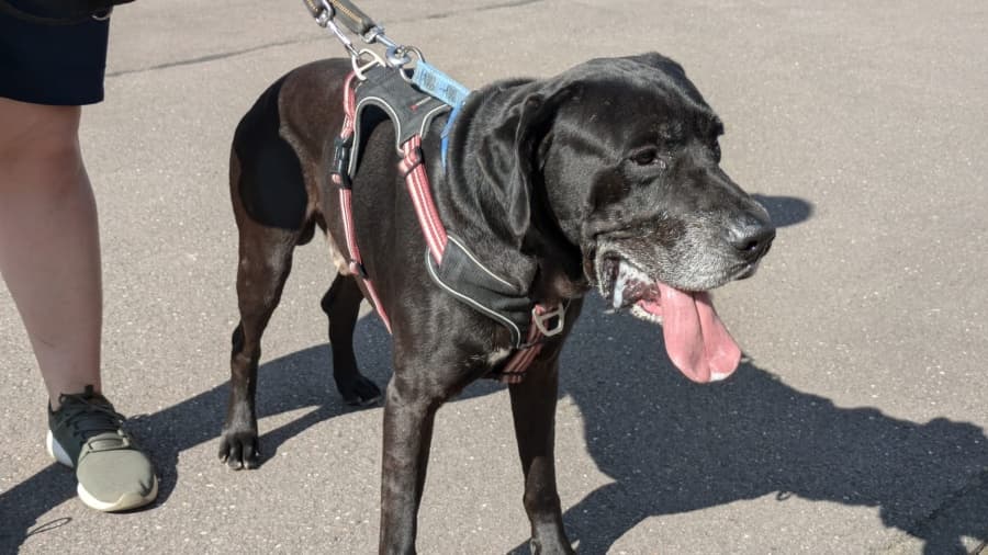 Jackson - Deutsche Dogge - Bild 2